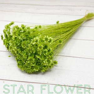 Green Star Flower Blossom Green Floral arrangement Dried flower Wedding decor flower DIY Home decor Green Small Bouquet Flower Corsage 18g