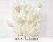 Bunny Tails / White Lagurus, 15g Dried flowers, Floral arrangements, stem flowers, Wedding flowers bouquet, home decor, Wedding decor 