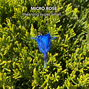 0.375 Inch Grand Blue Rose Tiny MICRO Preserved Rose SMALL Floral ...