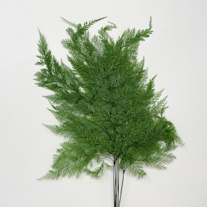 Tabalia Farne Qty 5 Grüne Getrocknete Blume Blumengesteck DIY Wohndekor Hochzeitsdeko Grünes Blumenarrangement Grüne Farne Dekor
