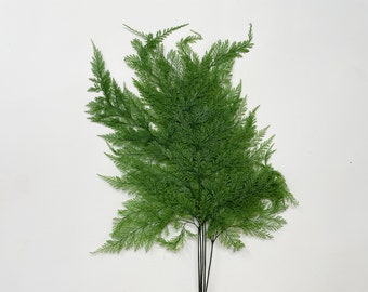 Helechos Tabalia Verde Cantidad 5 Flores Secas Verdes Arreglo Floral DIY Decoración del Hogar Decoración de Bodas Arreglo Floral Verde Decoración de Helechos Verdes