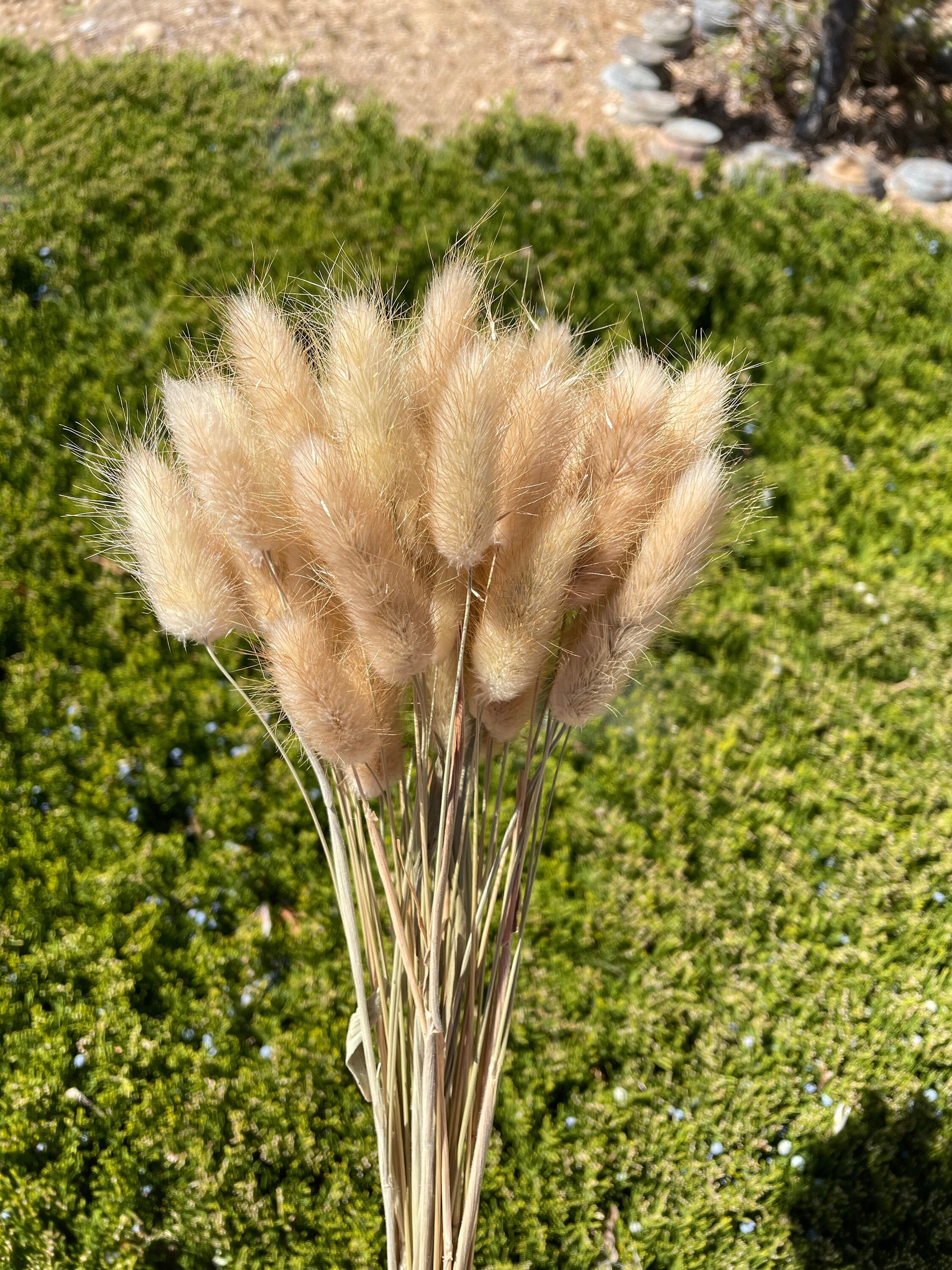 Natural color Lagurus, Wedding decor, Dried flowers, Floral arrangeme…