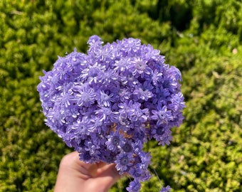 Light Purple Star Flower Dried Wedding DIY Home decor Bouquet Floral Arrangement