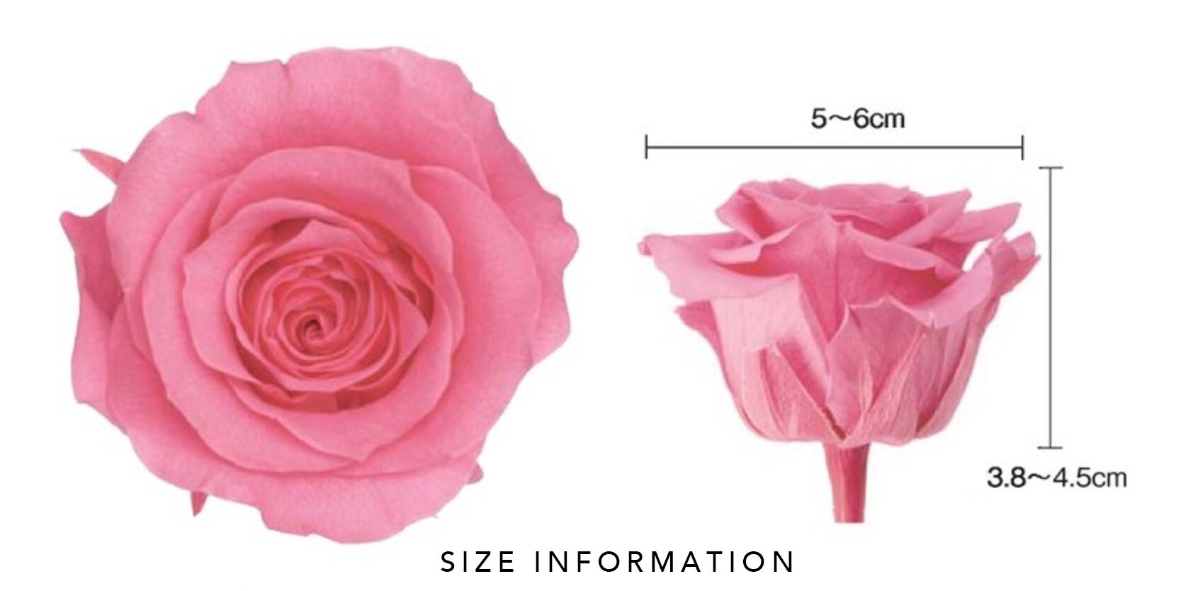 8 Rose Kanon Large Bridal Pink / Wedding Roses Flower Etsy