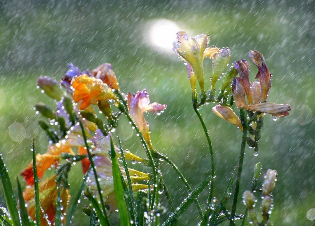 Set de Table Plastifié Fleurs Sous La Pluie