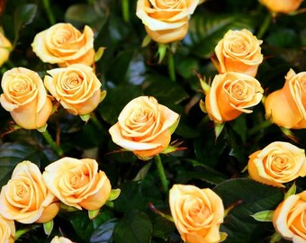Plastic placemat yellow roses