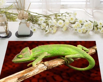 Laminated Placemat Vibrant Chameleon  A3 Size Washable Table Decor