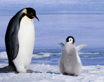 Plastic placemat penguins on the ice floe