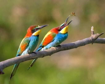 Original plastic birds placemat