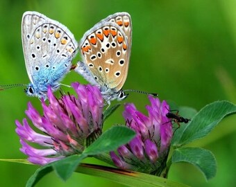 Plastic placemat butterfly on a clover flower