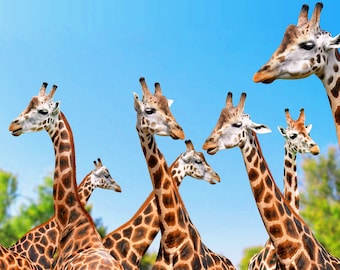 Laminated Placemat Giraffes A3 Size Washable Table Decor