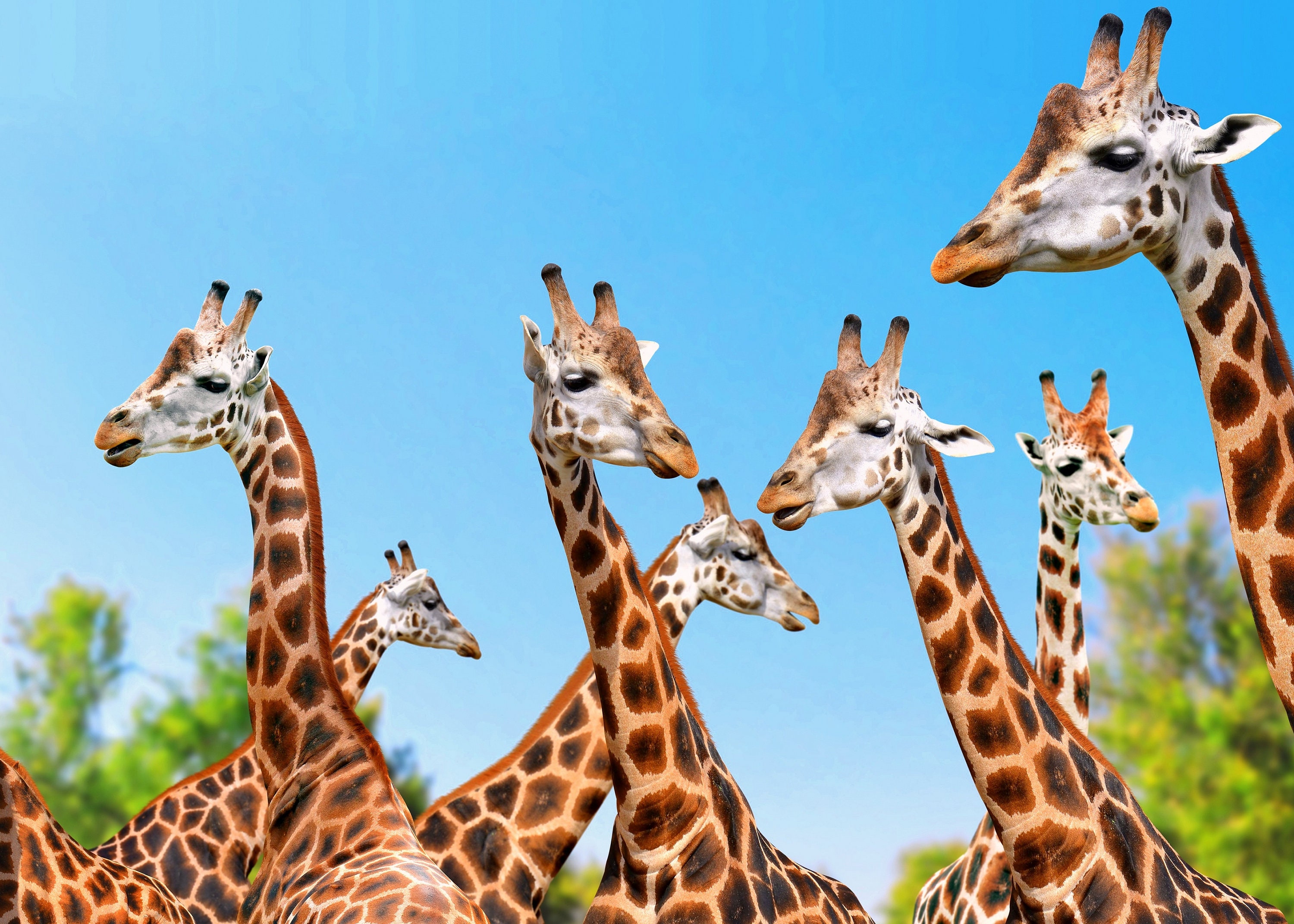 Set de Table Plastifié Girafes