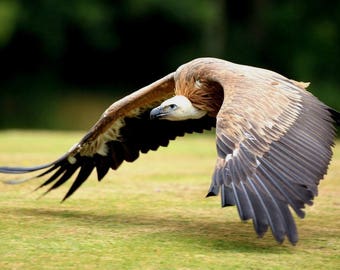 Plastic placemat vulture
