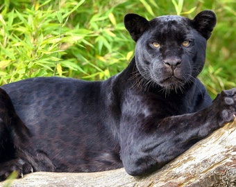 Laminated Placemat Black Panther A3 Size Washable Table Decor