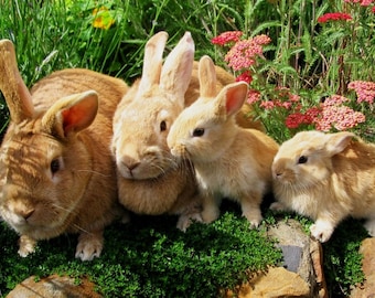 Plastic placemat rabbits