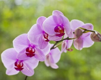Plastic placemat pink orchid branch