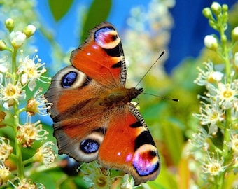 Plastic placemat butterfly number 2
