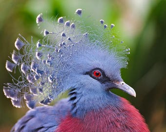 Plastic placemat Victoria crowned pigeon