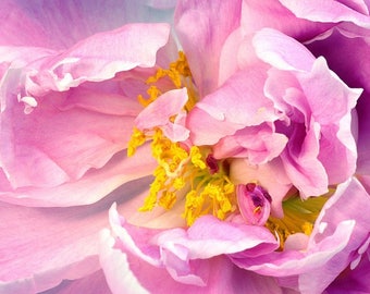 Plastic placemat peony