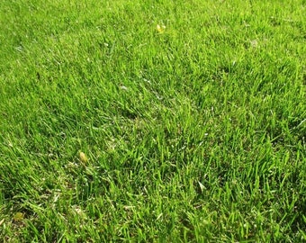 Original plastic placemat green grass