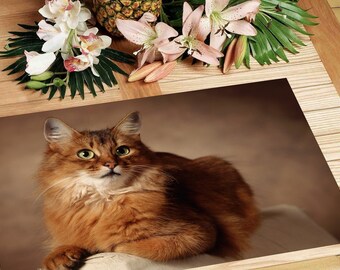 Laminated placemat lying cat