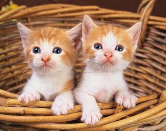 Plastic placemat two kittens in a basket