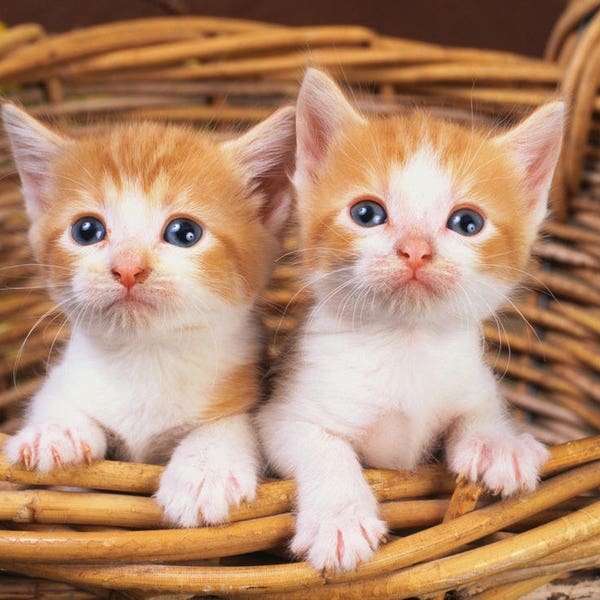 Kittens in Basket Etsy
