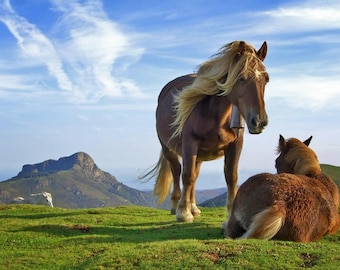 Plastic placemat horses in freedom
