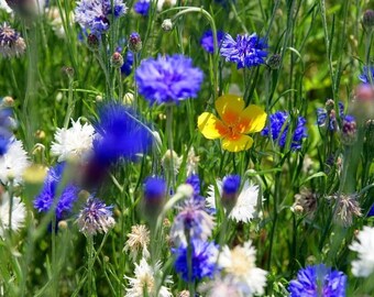 Plastic placemat cornflower