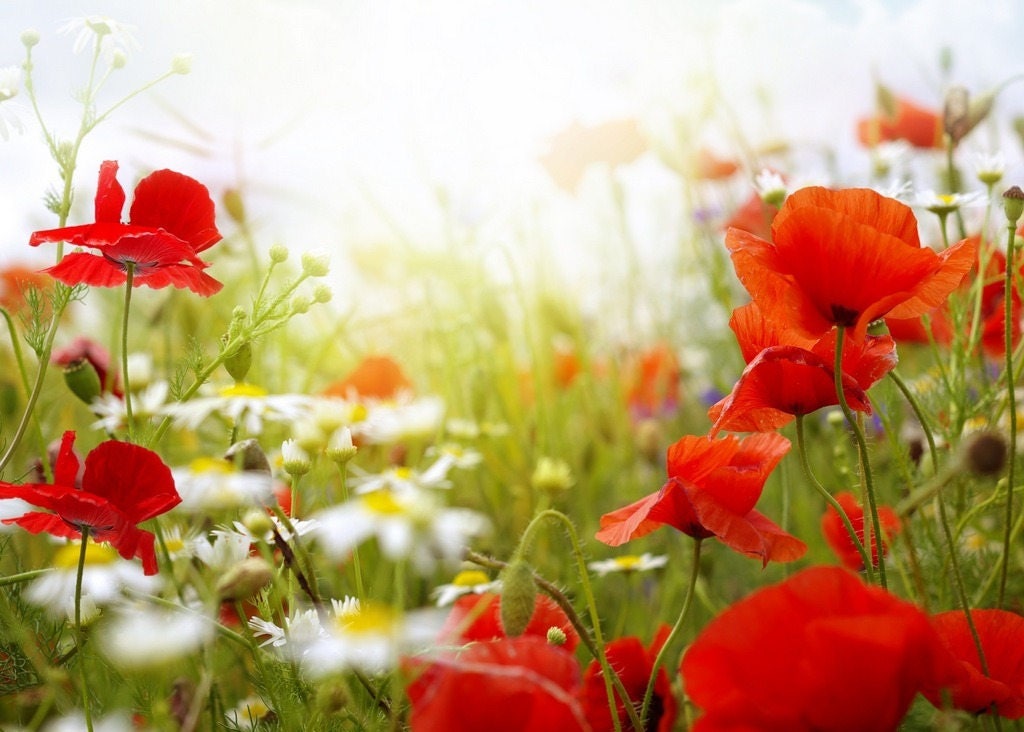 Set de Table Plastifié Marguerites et Coquelicots