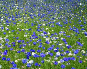 Original plastic placemat cornflowers