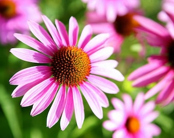 Plastic placemat rudbeckia