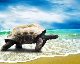 Plastic Placemat Sea Turtle A3 Size Washable Table Decor
