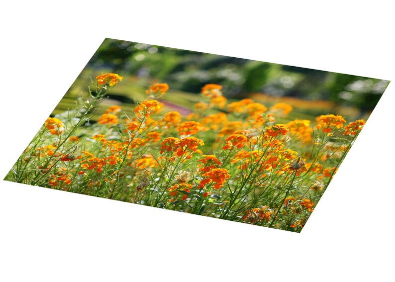 Set de table plastifié champ de fleurs orange image 3