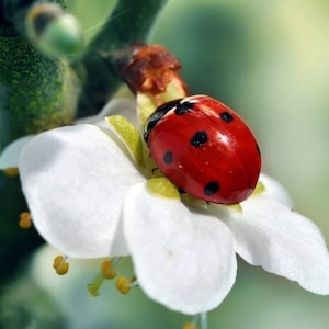 Tovaglietta plastificata coccinella su un fiore