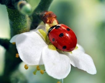 Original plastic placemat Ladybug on a flower