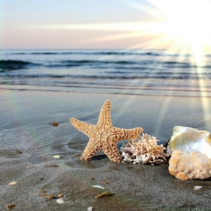 Könnte beinhalten: Ein Seestern, ein Stück Koralle und zwei Muscheln auf einem Sandstrand mit der Sonne, die im Hintergrund scheint.