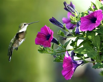 Original plastic placemat bird and petunias