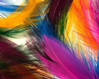 Laminated placemat multicolored feathers
