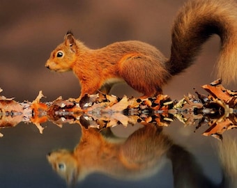 Red Squirrel Placemat Vibrant A3 Size Washable Table Decor