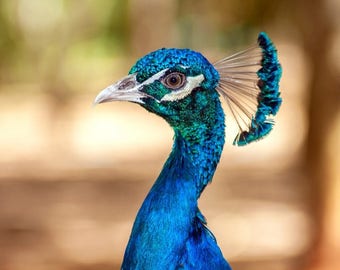 plastic placemat peacock