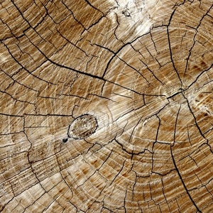May include: Close-up of a tree trunk cross-section, showing the concentric rings and cracks in the wood. The wood is a light brown color with darker brown lines.