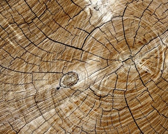 Original plastic placemat tree trunk