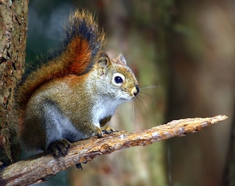 Plastic placemat squirrel number 2