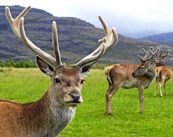 Laminated placemat deer