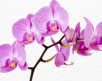 Plastic placemat pink orchid