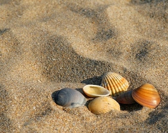 Plastic placemat sand and shells