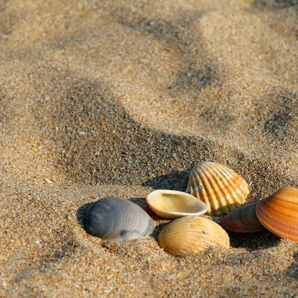 Plastic placemat sand and shells