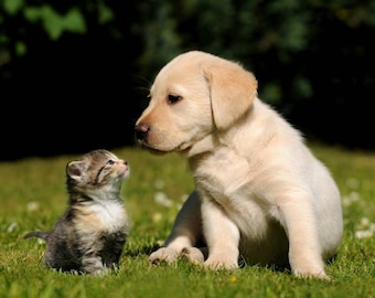 Plastic placemats cat and dog