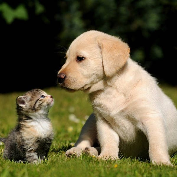 Laminiertes Tischset mit Katze und Hund